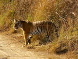 Corbett National Park