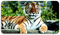 Wildlife Tour India