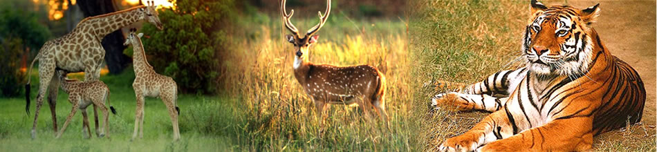 NS Tour and Travel Delhi provide Jim Corbett Packages from Delhi, Get best tour packages in india for jim corbet park