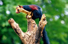 Kerala Wildlife Tour Packages